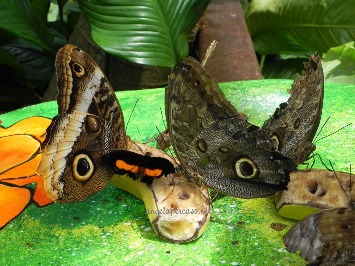 dal Paese delle farfalle:pranzo di gruppo
